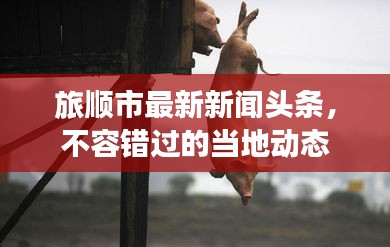 旅順市最新新聞頭條，不容錯過的當?shù)貏討B(tài)