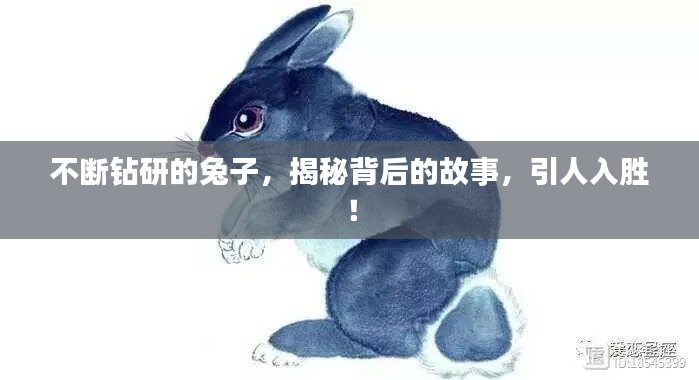 不斷鉆研的兔子，揭秘背后的故事，引人入勝！