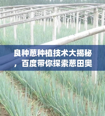 良種蔥種植技術(shù)大揭秘，百度帶你探索蔥田奧秘！