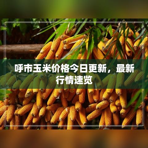 呼市玉米價格今日更新，最新行情速覽