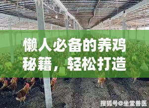 懶人必備的養(yǎng)雞秘籍，輕松打造雞舍小天地（最新攻略）