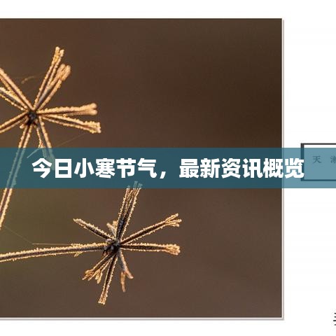 今日小寒節(jié)氣，最新資訊概覽
