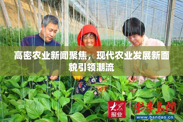 高密農(nóng)業(yè)新聞聚焦，現(xiàn)代農(nóng)業(yè)發(fā)展新面貌引領(lǐng)潮流
