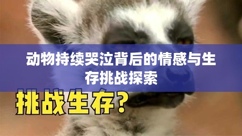 動物持續(xù)哭泣背后的情感與生存挑戰(zhàn)探索