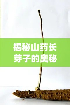 揭秘山藥長(zhǎng)芽子的奧秘，探尋山藥生長(zhǎng)的秘密