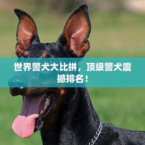 世界警犬大比拼，頂級警犬震撼排名！