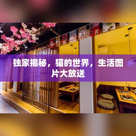 獨家揭秘，貓的世界，生活圖片大放送