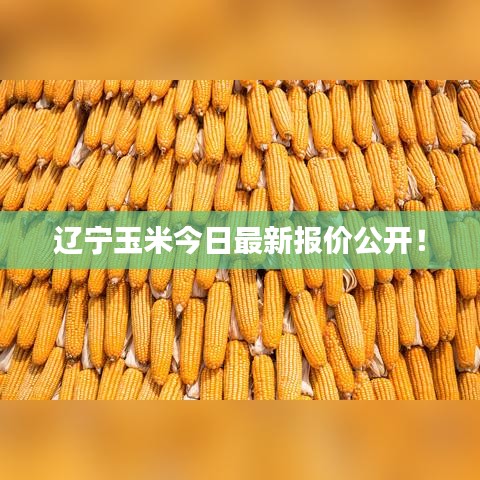 遼寧玉米今日最新報(bào)價(jià)公開！
