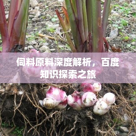伺料原料深度解析，百度知識(shí)探索之旅