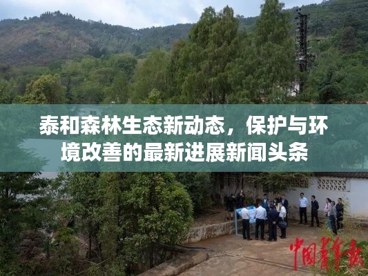 泰和森林生態(tài)新動態(tài)，保護與環(huán)境改善的最新進展新聞頭條