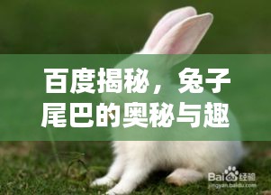 百度揭秘，兔子尾巴的奧秘與趣味！