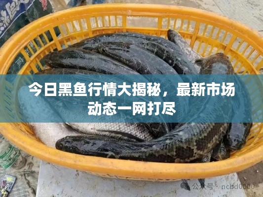 今日黑魚行情大揭秘，最新市場動態(tài)一網(wǎng)打盡